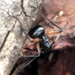 Polyrhachis femorata at Jerrabomberra, NSW - 15 Nov 2019