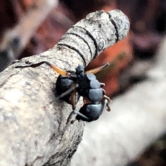 Polyrhachis femorata at Jerrabomberra, NSW - 15 Nov 2019