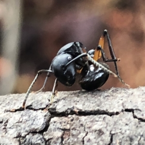 Polyrhachis femorata at Jerrabomberra, NSW - 15 Nov 2019 07:18 AM