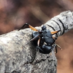 Polyrhachis femorata at Jerrabomberra, NSW - 15 Nov 2019 07:18 AM