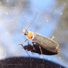 Heteromastix sp. (genus) (Soldier beetle) at Cotter River, ACT - 14 Nov 2019 by Christine