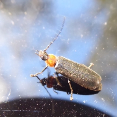 Heteromastix sp. (genus) (Soldier beetle) at Namadgi National Park - 14 Nov 2019 by Christine
