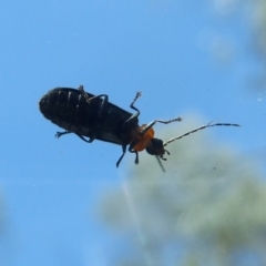 Heteromastix sp. (genus) at Cotter River, ACT - 14 Nov 2019