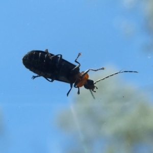 Heteromastix sp. (genus) at Cotter River, ACT - 14 Nov 2019 11:39 AM