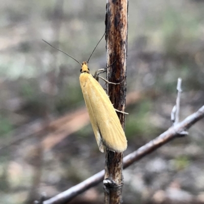 Telocharacta metachroa (A concealer moth) at QPRC LGA - 14 Nov 2019 by Wandiyali