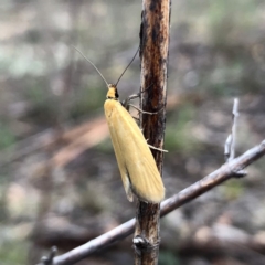 Telocharacta metachroa at Jerrabomberra, NSW - 15 Nov 2019