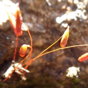 Rosulabryum sp. at Cotter River, ACT - 14 Nov 2019 12:54 PM