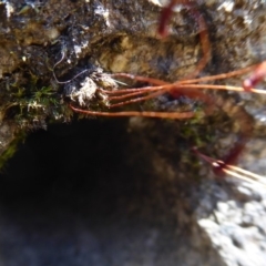 Rosulabryum sp. at Cotter River, ACT - 14 Nov 2019 12:54 PM