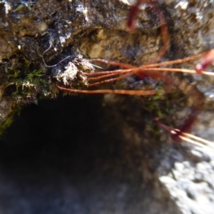 Rosulabryum sp. at Cotter River, ACT - 14 Nov 2019 12:54 PM