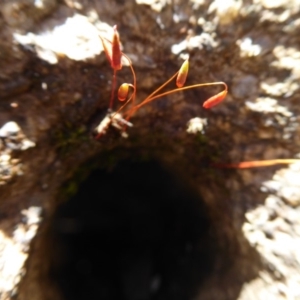 Rosulabryum sp. at Cotter River, ACT - 14 Nov 2019