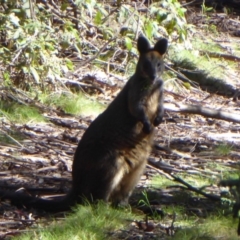 Wallabia bicolor (Swamp Wallaby) at Namadgi National Park - 14 Nov 2019 by Christine