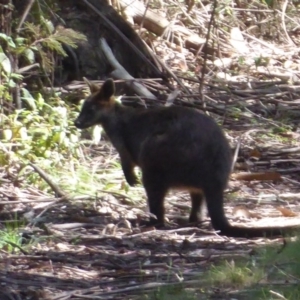 Wallabia bicolor at Cotter River, ACT - 14 Nov 2019