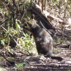 Wallabia bicolor at Cotter River, ACT - 14 Nov 2019