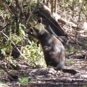 Wallabia bicolor at Cotter River, ACT - 14 Nov 2019 03:37 PM