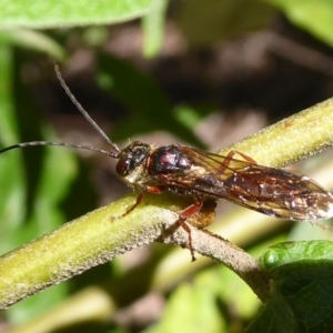 Tiphiidae (family) at Cotter River, ACT - 14 Nov 2019 03:50 PM