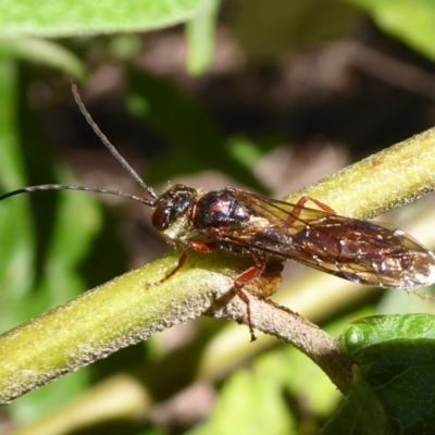 Tiphiidae (family) (Unidentified Smooth flower wasp) at Cotter River, ACT - 14 Nov 2019 by Christine