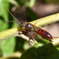 Tiphiidae (family) at Cotter River, ACT - 14 Nov 2019 03:50 PM