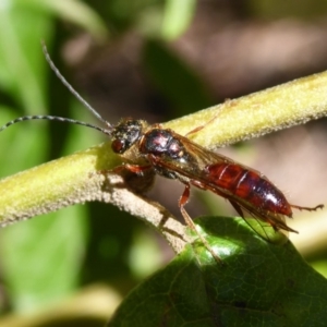 Tiphiidae (family) at Cotter River, ACT - 14 Nov 2019 03:50 PM