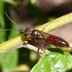 Tiphiidae sp. (family) at Cotter River, ACT - 14 Nov 2019