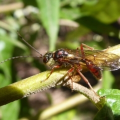 Tiphiidae (family) at Cotter River, ACT - 14 Nov 2019 03:50 PM