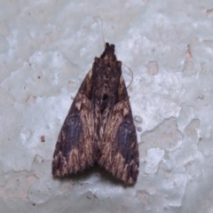 Crioa hades (Crioa hades) at Namadgi National Park - 14 Nov 2019 by Christine