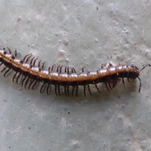 Diplopoda (class) at Cotter River, ACT - 14 Nov 2019 05:12 PM