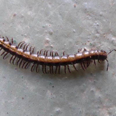 Diplopoda sp. (class) (Unidentified millipede) at Cotter River, ACT - 14 Nov 2019 by Christine