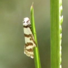 Philobota impletella Group (A concealer moth) at Cotter River, ACT - 14 Nov 2019 by Christine