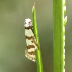 Philobota impletella Group (A concealer moth) at Lower Cotter Catchment - 14 Nov 2019 by Christine