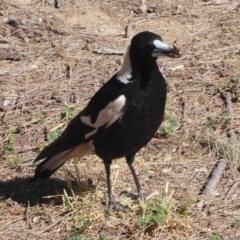 Gymnorhina tibicen (Australian Magpie) at Uriarra Recreation Reserve - 13 Nov 2019 by Christine