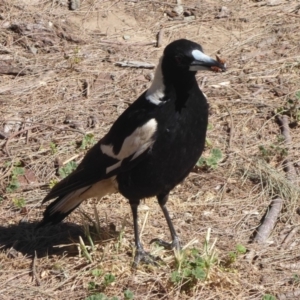 Gymnorhina tibicen at Stromlo, ACT - 14 Nov 2019 10:00 AM