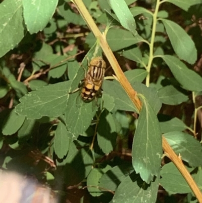Eristalinus punctulatus (Golden Native Drone Fly) at Holt, ACT - 14 Nov 2019 by Klara
