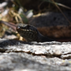 Egernia saxatilis (Black Rock Skink) at Tennent, ACT - 23 Feb 2019 by BrianHerps