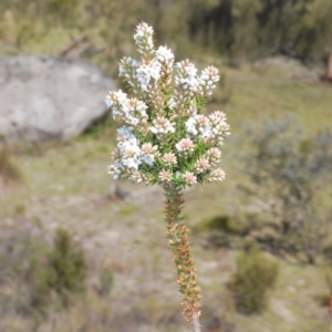 Epacris breviflora at Paddys River, ACT - 14 Nov 2019