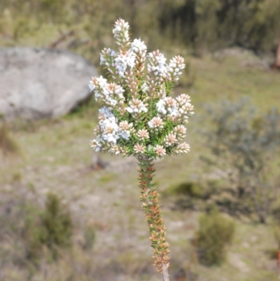 Epacris breviflora (Drumstick Heath) at Paddys River, ACT - 14 Nov 2019 by Harrisi