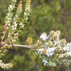 Epacris breviflora at Paddys River, ACT - 14 Nov 2019