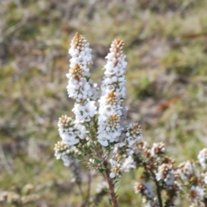 Epacris breviflora at Paddys River, ACT - 14 Nov 2019