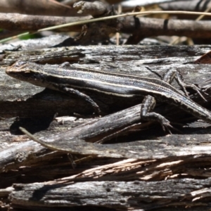 Pseudemoia spenceri at Tennent, ACT - 23 Feb 2019