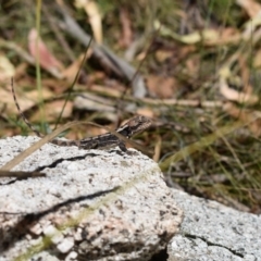 Rankinia diemensis (Mountain Dragon) at Cotter River, ACT - 23 Feb 2019 by BrianLR