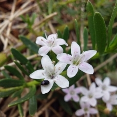 Unidentified Other beetle at Bawley Point, NSW - 15 Nov 2019 by GLemann