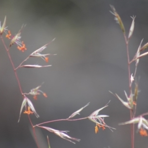 Rytidosperma pallidum at Gundaroo, NSW - 15 Nov 2019 08:35 AM