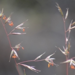 Rytidosperma pallidum (Red-anther Wallaby Grass) at Gundaroo, NSW - 14 Nov 2019 by Gunyijan