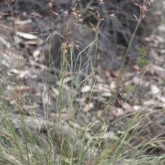 Rytidosperma pallidum at Gundaroo, NSW - 15 Nov 2019