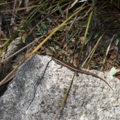 Eulamprus heatwolei (Yellow-bellied Water Skink) at Cotter River, ACT - 23 Feb 2019 by BrianHerps