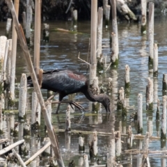 Plegadis falcinellus (Glossy Ibis) at Fyshwick, ACT - 15 Nov 2019 by rawshorty