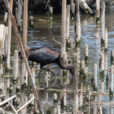 Plegadis falcinellus (Glossy Ibis) at Fyshwick, ACT - 15 Nov 2019 by rawshorty