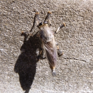 Asilidae (family) at Tathra Public School - 13 Nov 2019