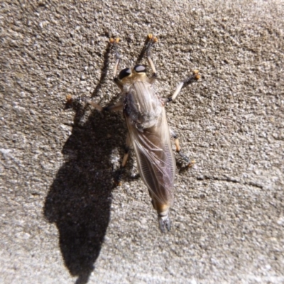 Asilidae (family) (Unidentified Robber fly) at Tathra, NSW - 12 Nov 2019 by TathraPreschool