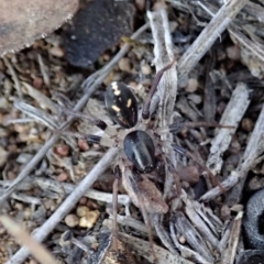 Zodariidae (family) (Unidentified Ant spider or Spotted ground spider) at Dunlop, ACT - 11 Nov 2019 by CathB