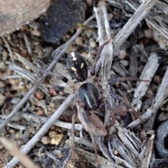 Zodariidae (family) (Ant spider or Spotted ground spider) at Dunlop, ACT - 11 Nov 2019 by CathB